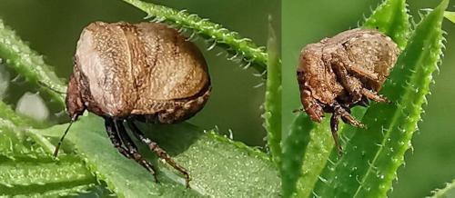 Vilpianus galii
